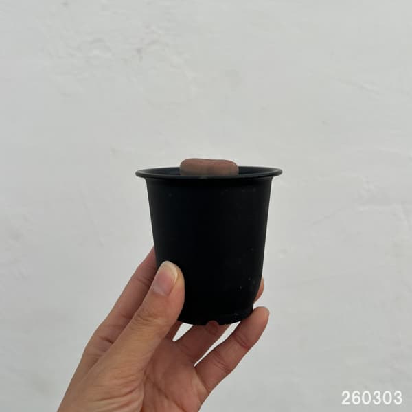 リトープス：コエレマニー　2.5号鉢植え