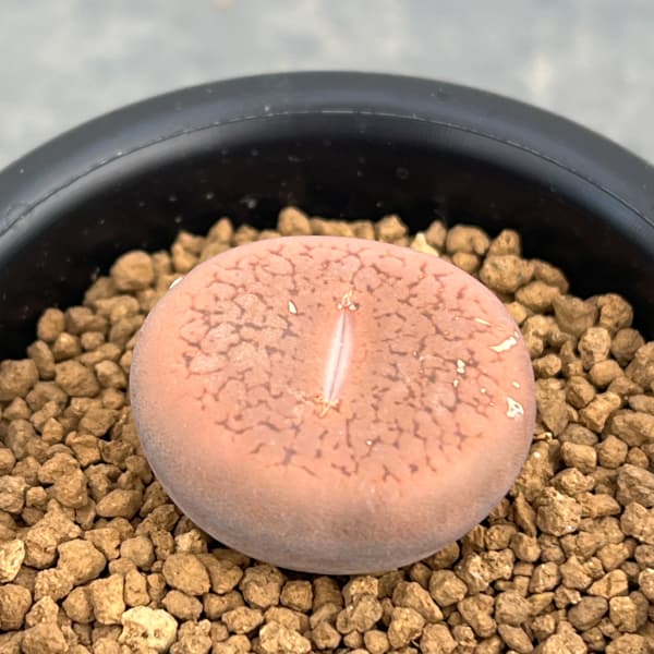 リトープス：コエレマニー　2.5号鉢植え