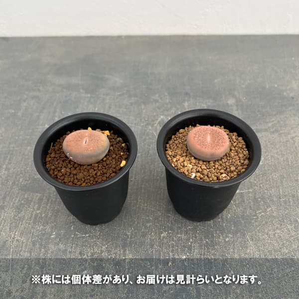 リトープス：コエレマニー　2.5号鉢植え