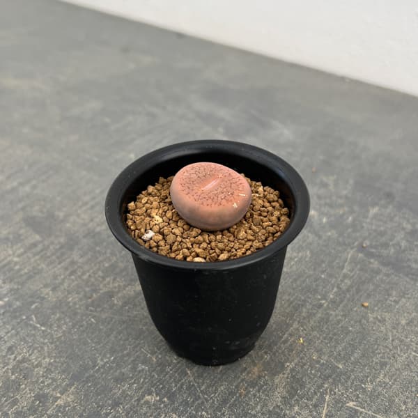 リトープス：コエレマニー　2.5号鉢植え