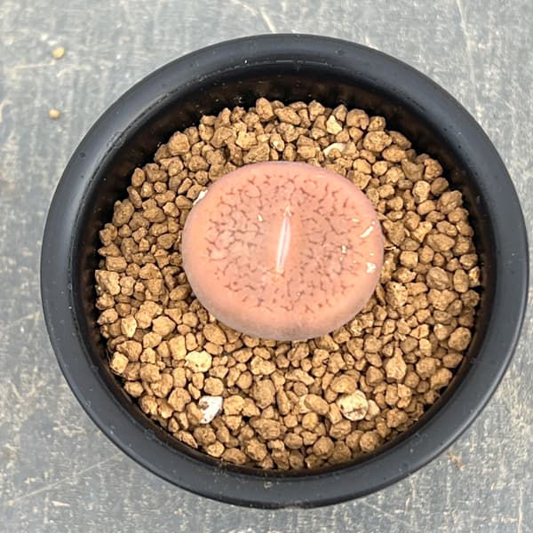 リトープス：コエレマニー　2.5号鉢植え