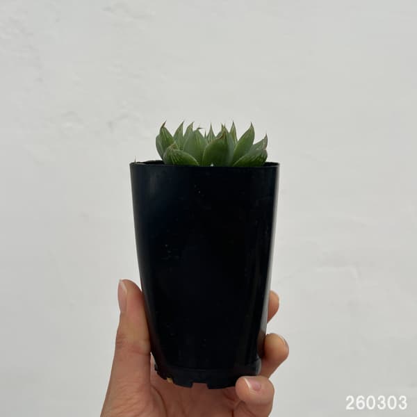 ハオルチア：オブボル錦N1（オブツーサ×ボルジー）　2.5号