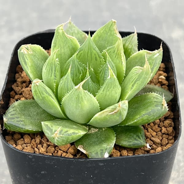 ハオルチア：オブボル錦N1（オブツーサ×ボルジー）　2.5号