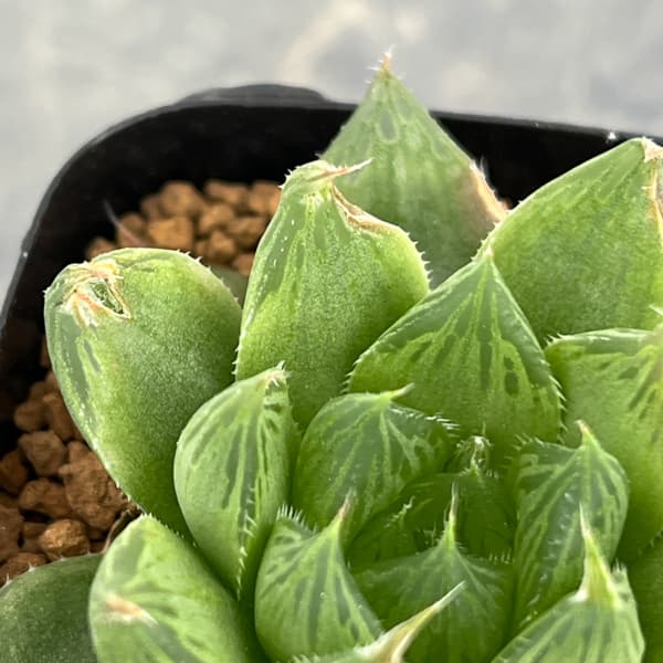 ハオルチア：オブボル錦N1（オブツーサ×ボルジー）　2.5号