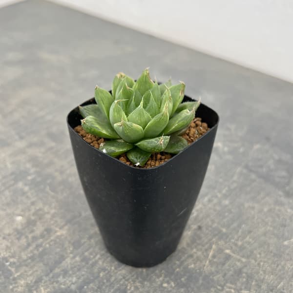 ハオルチア：オブボル錦N1（オブツーサ×ボルジー）　2.5号