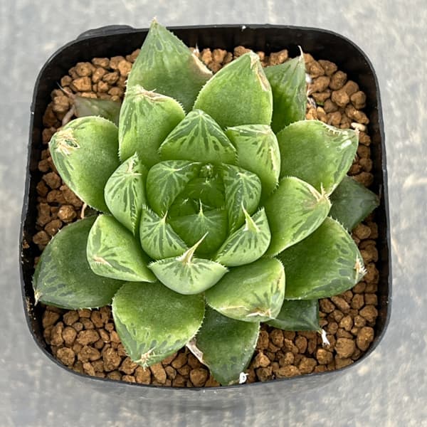 ハオルチア：オブボル錦N1（オブツーサ×ボルジー）　2.5号