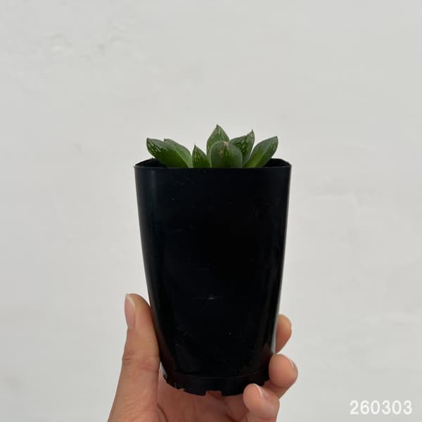 ハオルチア：スタイオブ　2.5号スクエア鉢