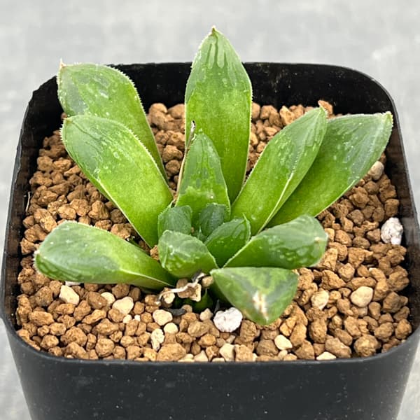 ハオルチア：スタイオブ　2.5号スクエア鉢