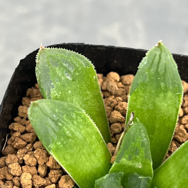 ハオルチア：スタイオブ　2.5号スクエア鉢