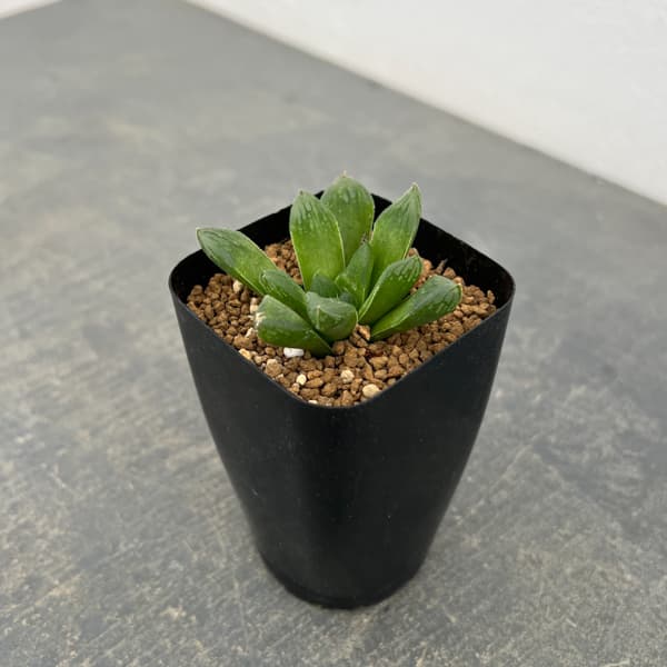 ハオルチア：スタイオブ　2.5号スクエア鉢