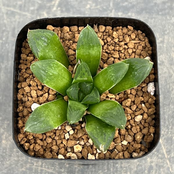 ハオルチア：スタイオブ　2.5号スクエア鉢