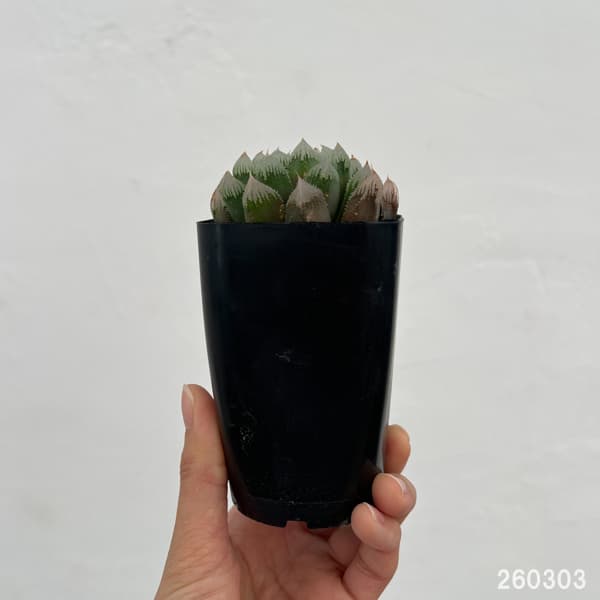 ハオルチア：帝都物語　2.5号スクエア鉢