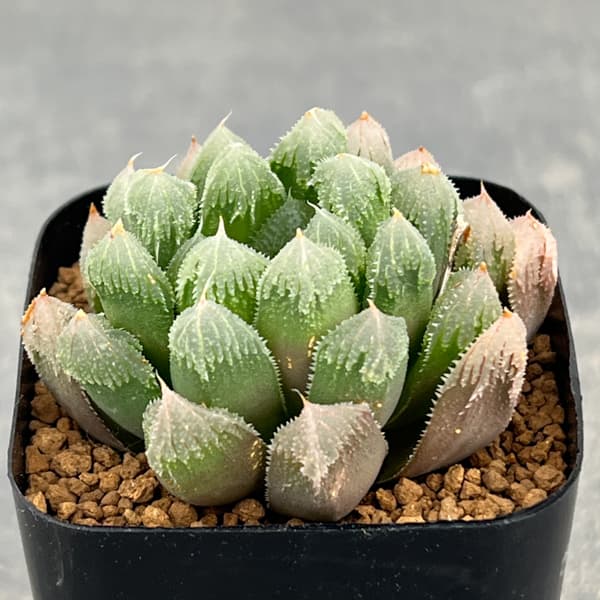 ハオルチア：帝都物語　2.5号スクエア鉢