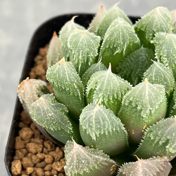 ハオルチア：帝都物語　2.5号スクエア鉢