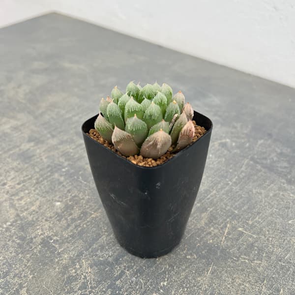 ハオルチア：帝都物語　2.5号スクエア鉢