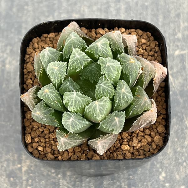 ハオルチア：帝都物語　2.5号スクエア鉢