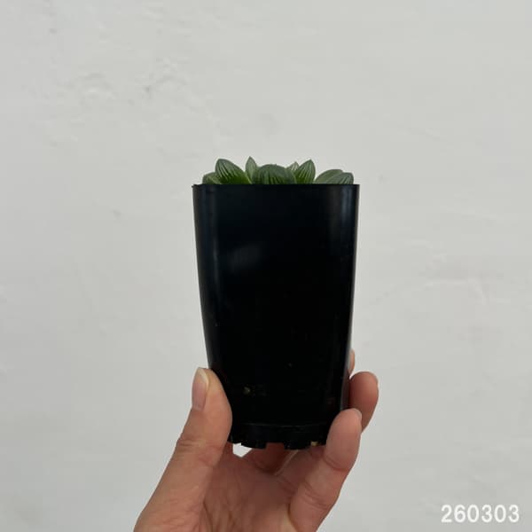 ハオルチア:茶山(台湾) 2.5号スクエア鉢