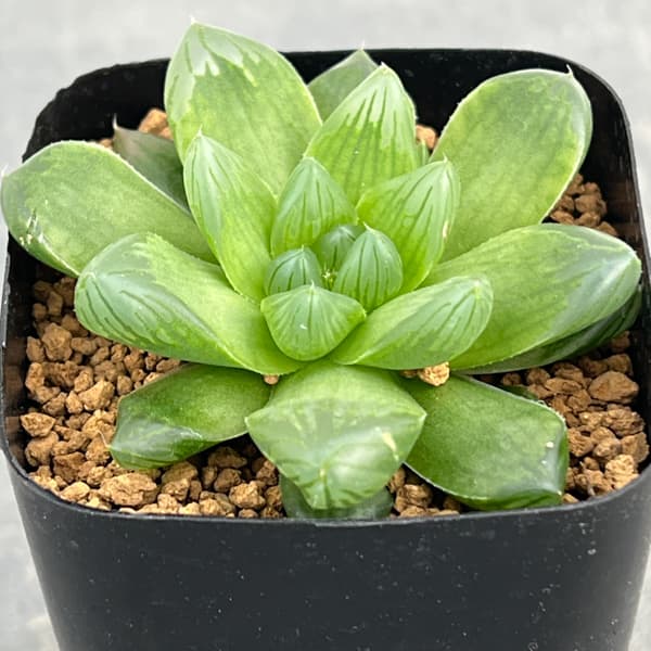 ハオルチア:茶山(台湾) 2.5号スクエア鉢