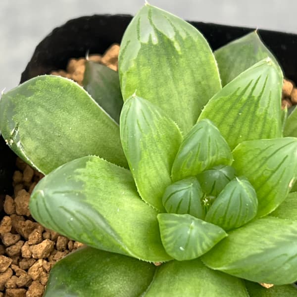 ハオルチア:茶山(台湾) 2.5号スクエア鉢