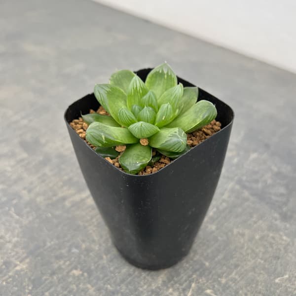 ハオルチア:茶山(台湾) 2.5号スクエア鉢