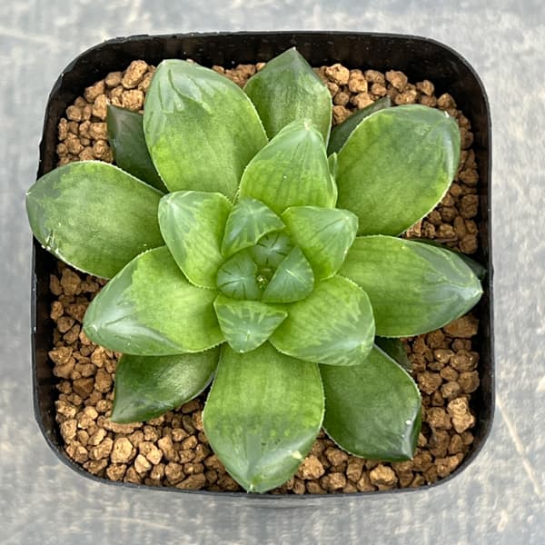 ハオルチア:茶山(台湾) 2.5号スクエア鉢