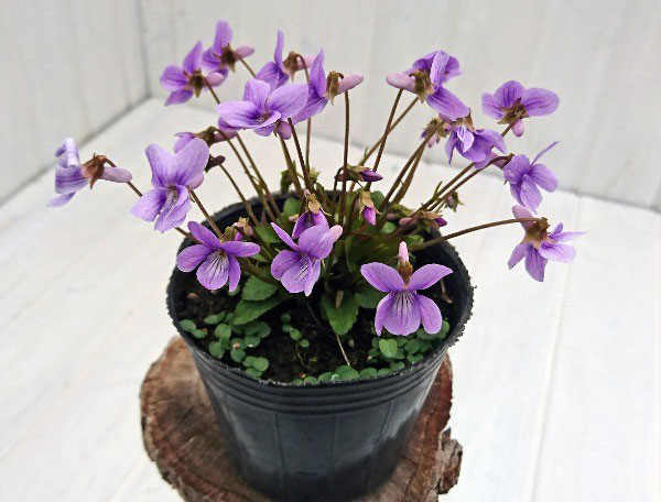 スミレ：ハチリュウコスミレ3号ポット