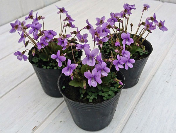 スミレ：ハチリュウコスミレ3号ポット