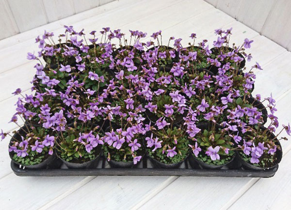 スミレ：ハチリュウコスミレ3号ポット