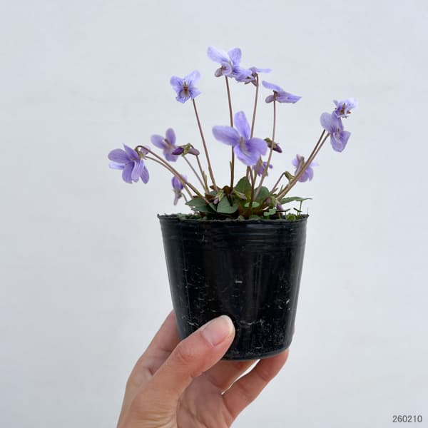 スミレ:ハチリュウコスミレ3号ポット