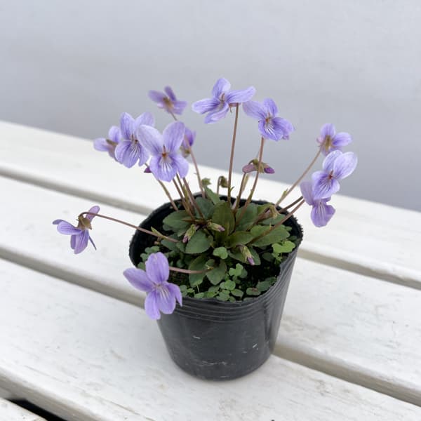 スミレ:ハチリュウコスミレ3号ポット