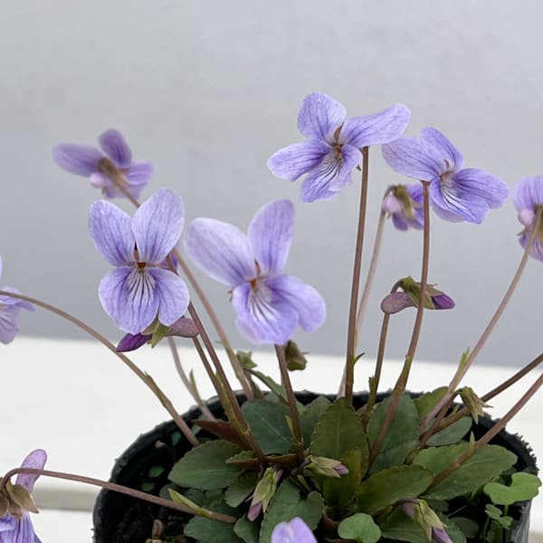 スミレ:ハチリュウコスミレ3号ポット