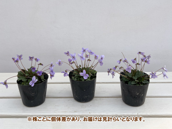スミレ:ハチリュウコスミレ3号ポット