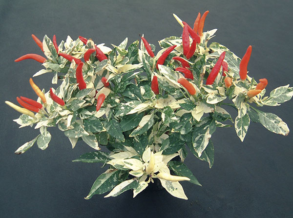 [26年6月中下旬予約]トウガラシ：アプローズレッドアンドホワイト2.5号ポット