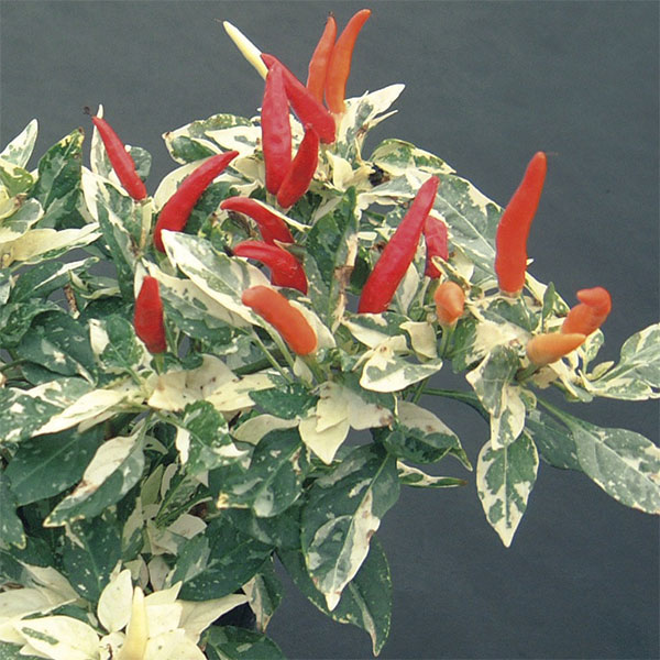 [26年6月中下旬予約]トウガラシ：アプローズレッドアンドホワイト2.5号ポット