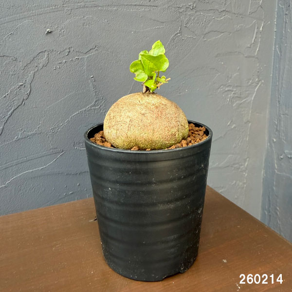 キッコウリュウ（亀甲竜）：まるまるかわいいキッコウリュウ（実生株）　2.5号鉢植え