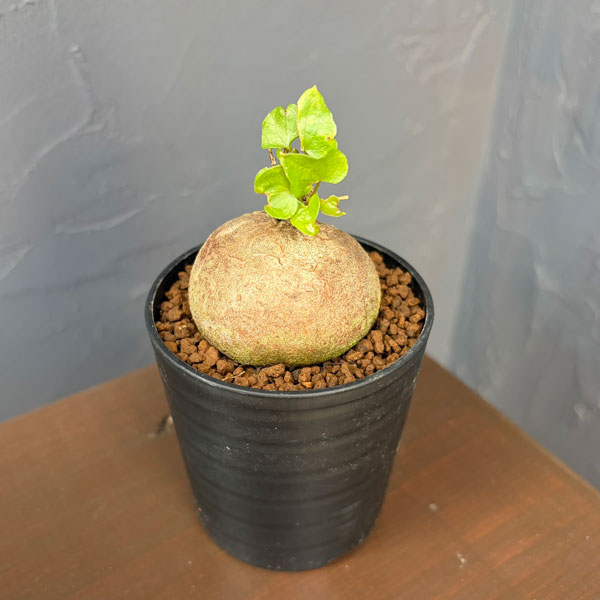 キッコウリュウ（亀甲竜）：まるまるかわいいキッコウリュウ（実生株）　2.5号鉢植え