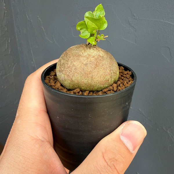 キッコウリュウ（亀甲竜）：まるまるかわいいキッコウリュウ（実生株）　2.5号鉢植え