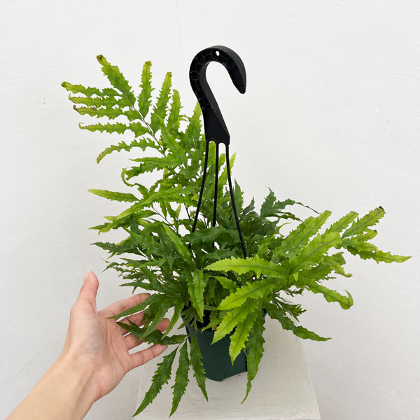 ドリナリア:リキドラホワイティ 4.5号吊り鉢