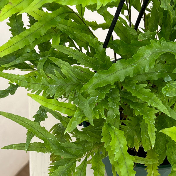 ドリナリア:リキドラホワイティ 4.5号吊り鉢