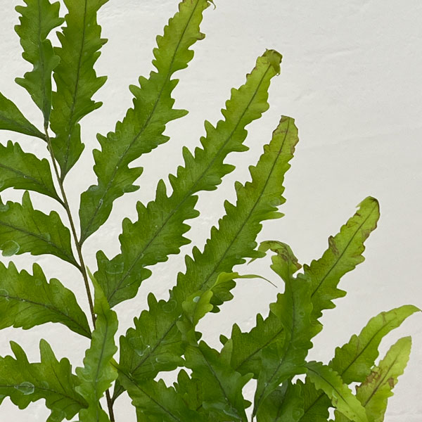 ドリナリア:リキドラホワイティ 4.5号吊り鉢