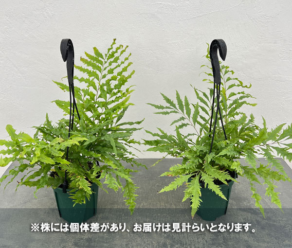 ドリナリア:リキドラホワイティ 4.5号吊り鉢