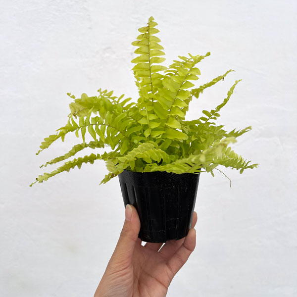 ネフロレピス：ブロンド　3号ポット