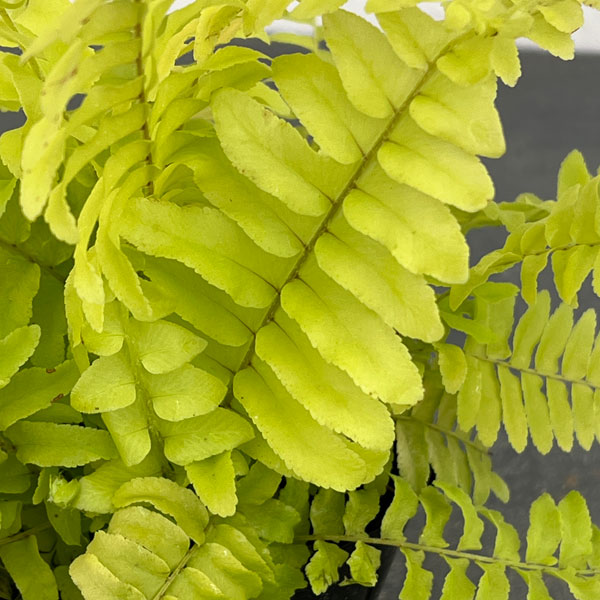 ネフロレピス：ブロンド　3号ポット