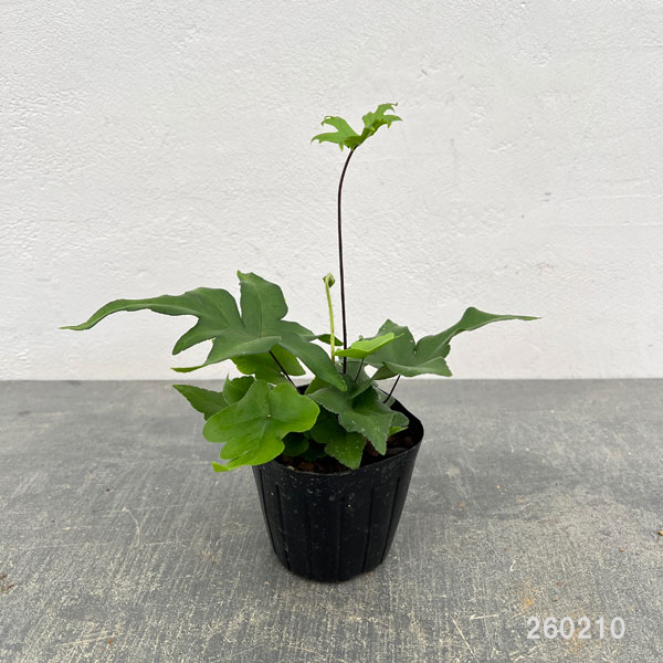 ドリオプテリス：ペダータ　3号ポット