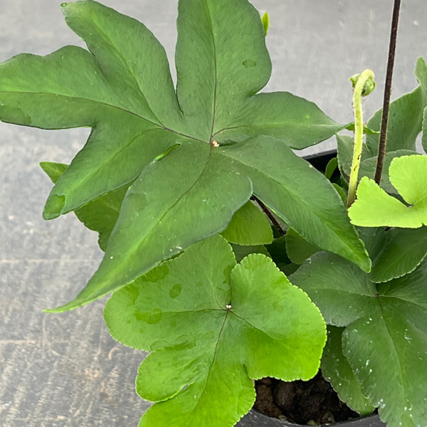 ドリオプテリス：ペダータ　3号ポット