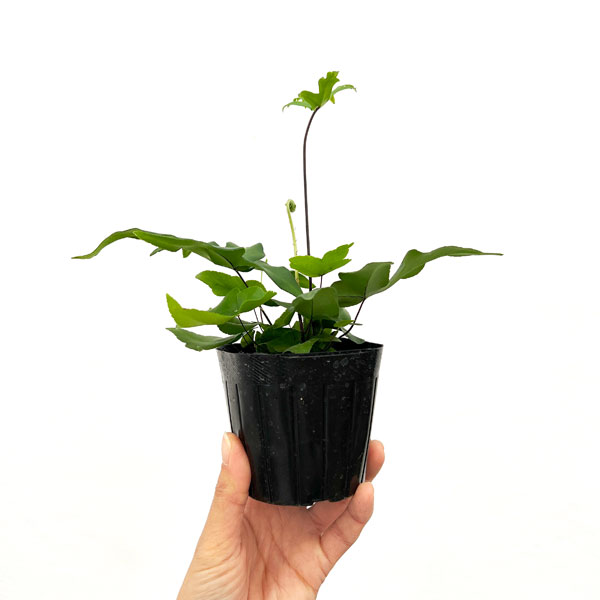 ドリオプテリス：ペダータ　3号ポット