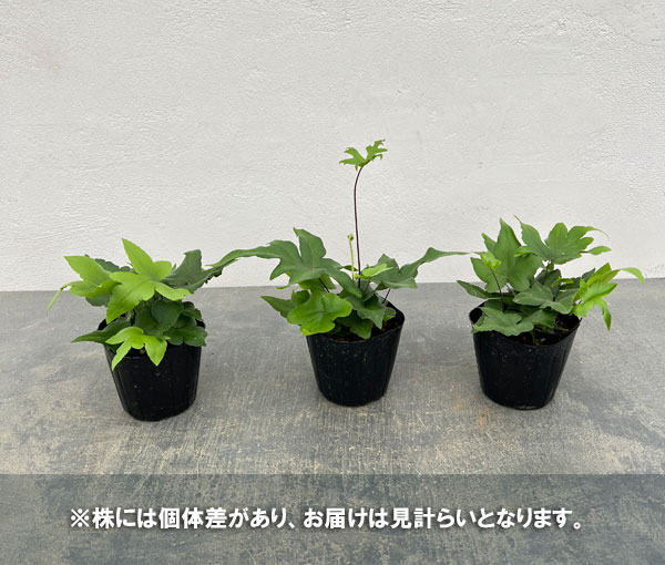 ドリオプテリス：ペダータ　3号ポット