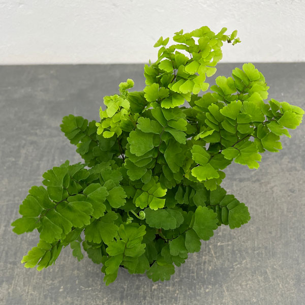 アジアンタム:モノカラー 3号ポット