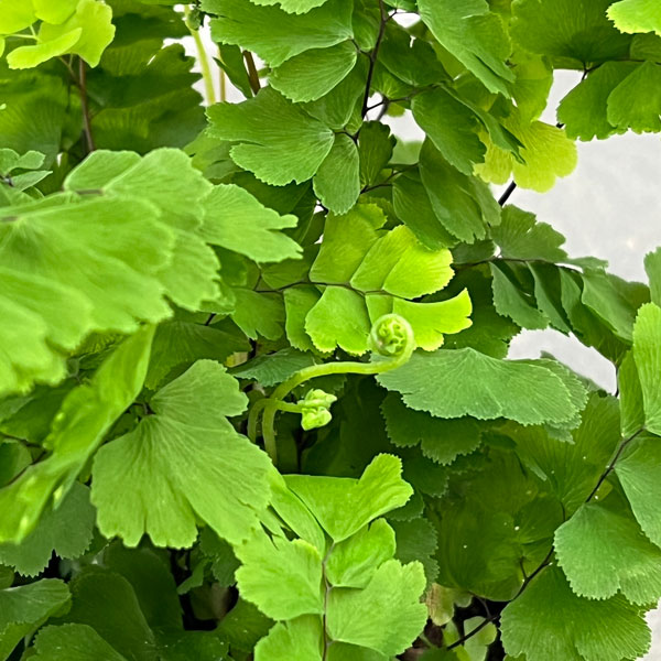 アジアンタム:モノカラー 3号ポット