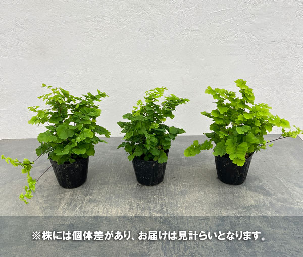 アジアンタム:モノカラー 3号ポット